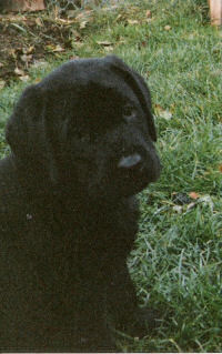 puppy